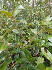 Quercus pumila