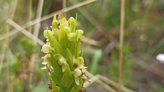 Platanthera pollostantha