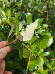 Quercus pumila