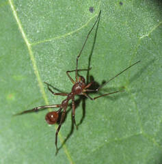 Myrmecium