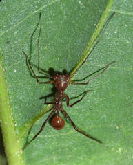 Myrmecium