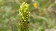 Platanthera pollostantha
