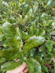 Quercus pumila
