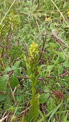 Platanthera pollostantha