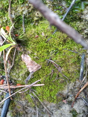 Solenostoma gracillimum