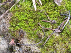 Solenostoma gracillimum