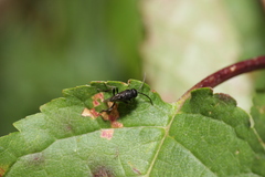 Brachygaster minuta
