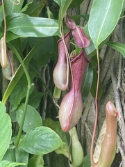 Nepenthes alata × ventricosa