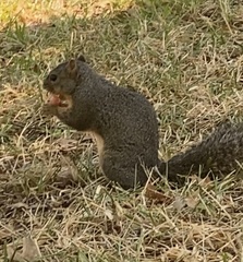 Sciurus niger
