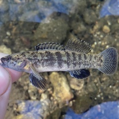 Lollypop Darter photo 1