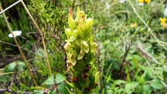 Platanthera pollostantha