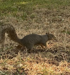 Sciurus niger