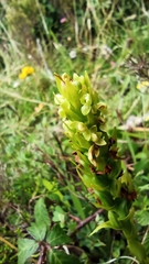 Platanthera pollostantha