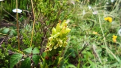 Platanthera pollostantha
