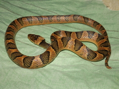 Leptodeira