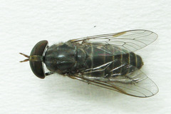 Tabanus sparus