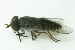 Tabanus sparus