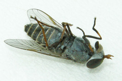 Tabanus sparus