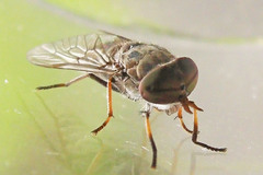Tabanus sparus