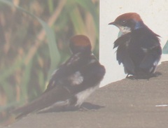 Hirundo smithii smithii