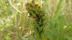 Platanthera pollostantha