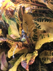 Argiope submaronica