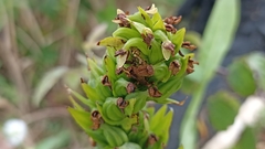 Platanthera pollostantha