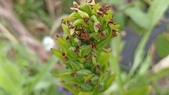 Platanthera pollostantha