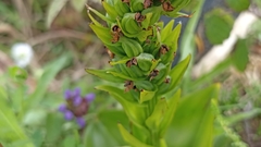 Platanthera pollostantha