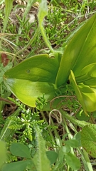 Platanthera pollostantha