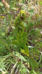 Platanthera pollostantha