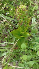 Platanthera pollostantha