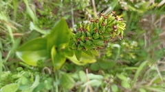 Platanthera pollostantha