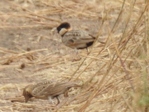 Fischer's Sparrow-Lark (Eremopterix leucopareia), photo 7