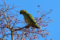 Alipiopsitta xanthops