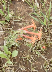 Ipomopsis aggregata formosissima