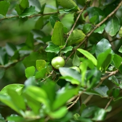 Malpighia emarginata