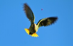 Alipiopsitta xanthops