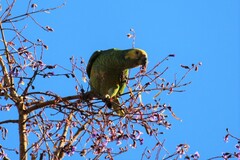 Alipiopsitta xanthops