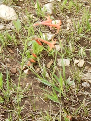 Ipomopsis aggregata formosissima