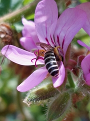 Halictus fulvipes