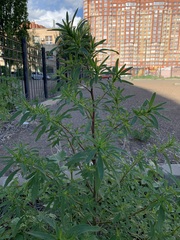 Summer-cypress (Bassia scoparia): origin and uses — photo 3