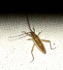 Stenodema trispinosum