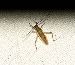 Stenodema trispinosum