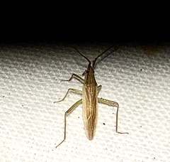 Stenodema trispinosum