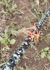 Ipomopsis aggregata formosissima