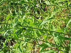 Erythemis simplicicollis