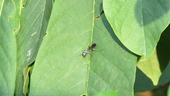 Chalybion bengalense