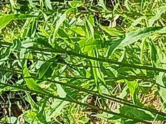 Erythemis simplicicollis