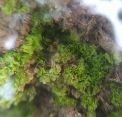 Fossombronia wondraczekii